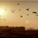 Woman releasing brids