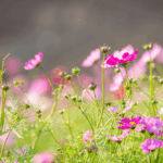 beautiful-colorful-flower-background copy