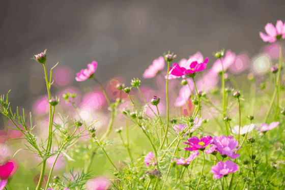 beautiful-colorful-flower-background copy