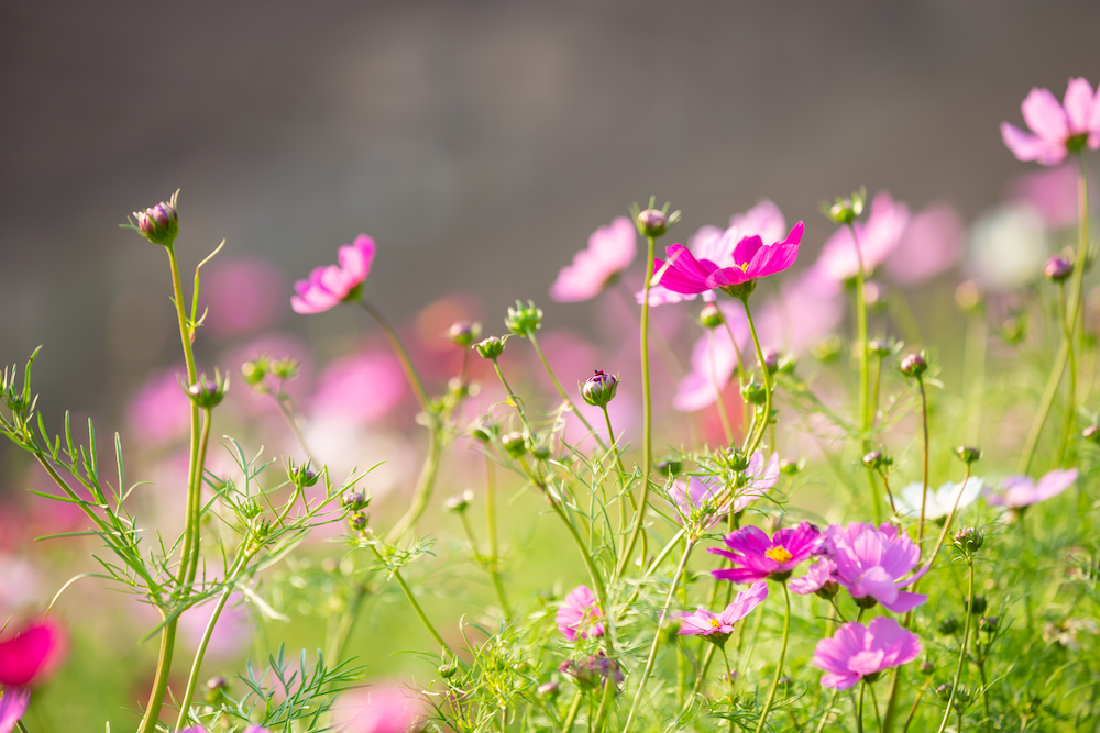 beautiful-colorful-flower-background copy
