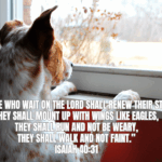 Dog waiting by the window Isaiah 40:31 copy