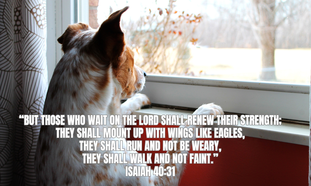 Dog waiting by the window Isaiah 40:31 copy