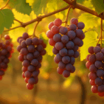 Grapes on a Vine in the Sunlight copy