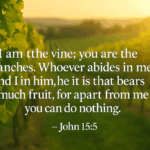 John 15.5 in a verdant field in the sun copy