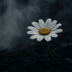 white daisy against a black background